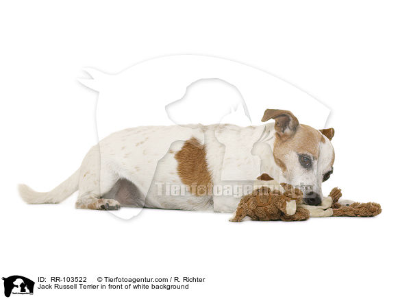 Jack Russell Terrier vor weiem Hintergrund / Jack Russell Terrier in front of white background / RR-103522