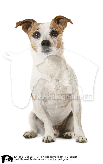 Jack Russell Terrier vor weiem Hintergrund / Jack Russell Terrier in front of white background / RR-103529