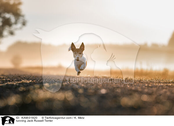 rennender Jack Russell Terrier / running Jack Russell Terrier / KAM-01820