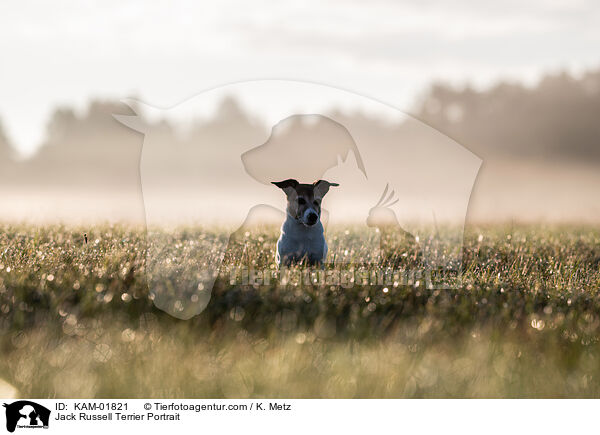 Jack Russell Terrier Portrait / Jack Russell Terrier Portrait / KAM-01821