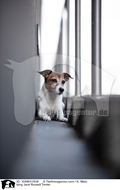 liegender Jack Russell Terrier / lying Jack Russell Terrier / KAM-01838