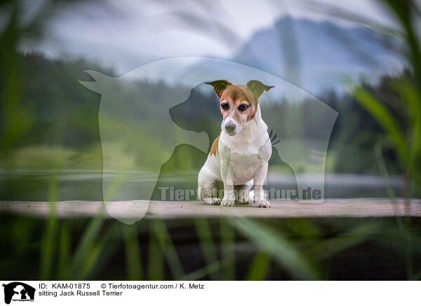 sitzender Jack Russell Terrier / sitting Jack Russell Terrier / KAM-01875