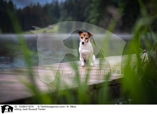 sitzender Jack Russell Terrier / sitting Jack Russell Terrier / KAM-01876