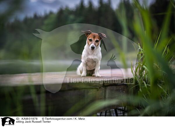 sitzender Jack Russell Terrier / sitting Jack Russell Terrier / KAM-01878