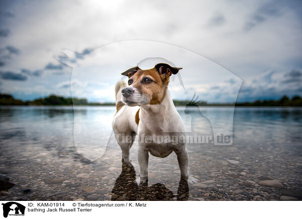 badender Jack Russell Terrier / bathing Jack Russell Terrier / KAM-01914