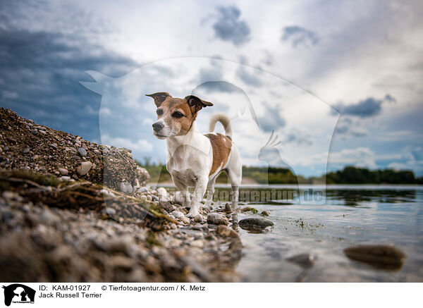 Jack Russell Terrier / Jack Russell Terrier / KAM-01927