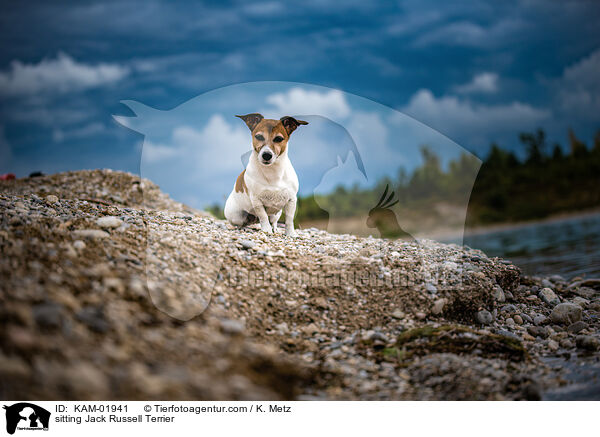 sitzender Jack Russell Terrier / sitting Jack Russell Terrier / KAM-01941