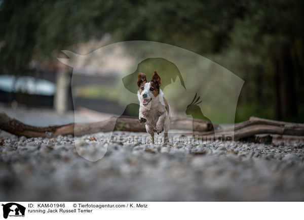 rennender Jack Russell Terrier / running Jack Russell Terrier / KAM-01946