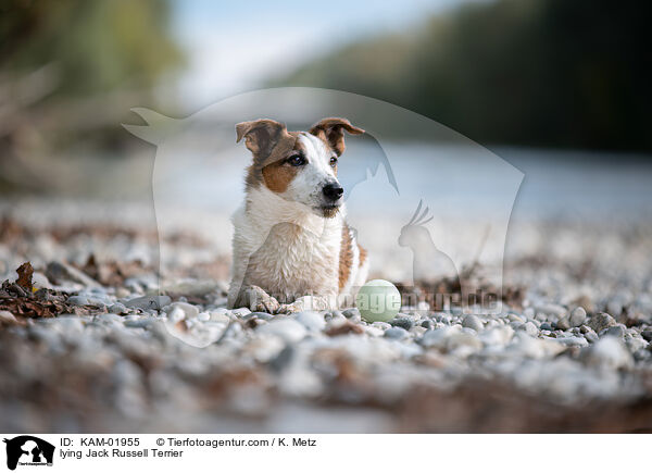 liegender Jack Russell Terrier / lying Jack Russell Terrier / KAM-01955