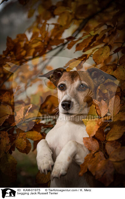 Jack Russell Terrier macht Mnnchen / begging Jack Russell Terrier / KAM-01975