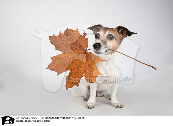 sitzender Jack Russell Terrier / sitting Jack Russell Terrier / KAM-01979