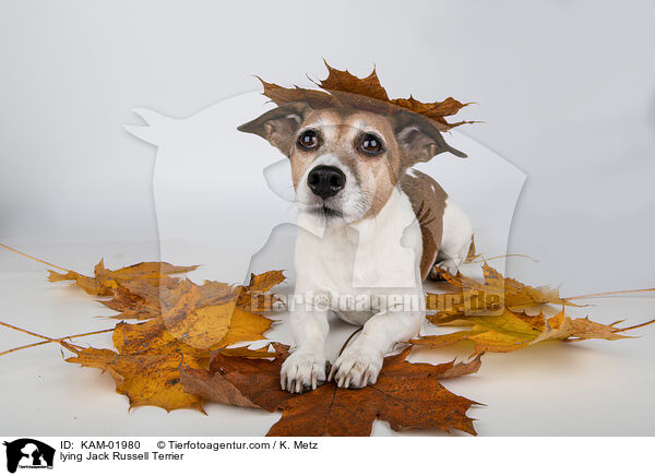 liegender Jack Russell Terrier / lying Jack Russell Terrier / KAM-01980