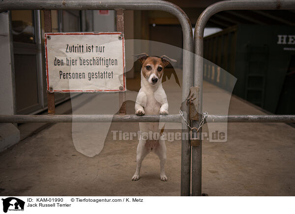 Jack Russell Terrier / KAM-01990