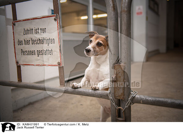 Jack Russell Terrier / Jack Russell Terrier / KAM-01991