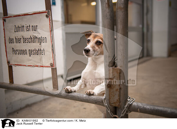 Jack Russell Terrier / Jack Russell Terrier / KAM-01992