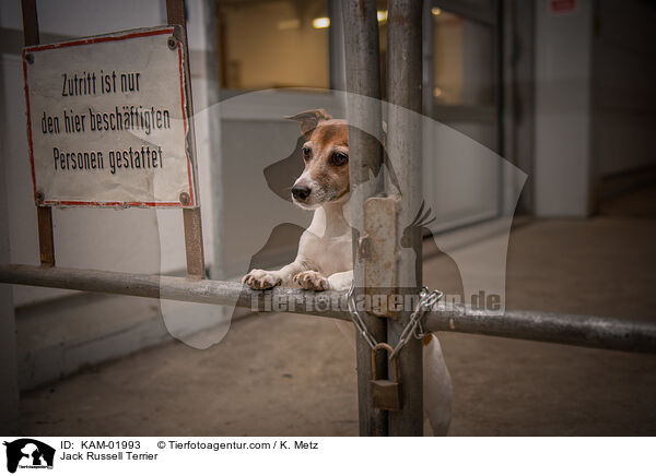 Jack Russell Terrier / KAM-01993