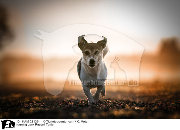 rennender Jack Russell Terrier / running Jack Russell Terrier / KAM-02139
