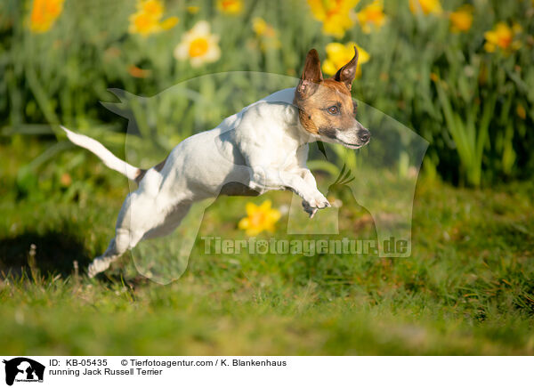 rennender Jack Russell Terrier / running Jack Russell Terrier / KB-05435