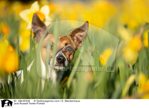 Jack Russell Terrier Portrait / Jack Russell Terrier Portrait / KB-05436