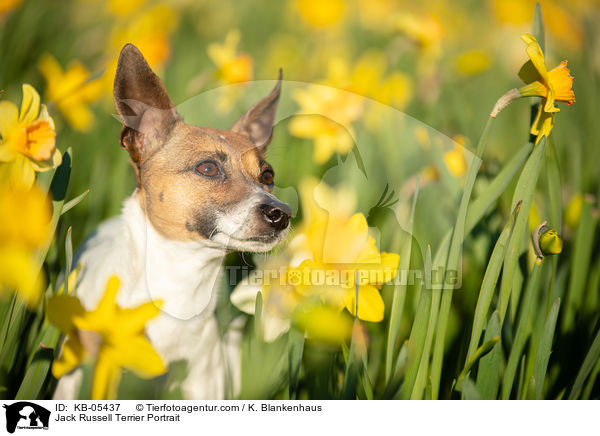 Jack Russell Terrier Portrait / Jack Russell Terrier Portrait / KB-05437