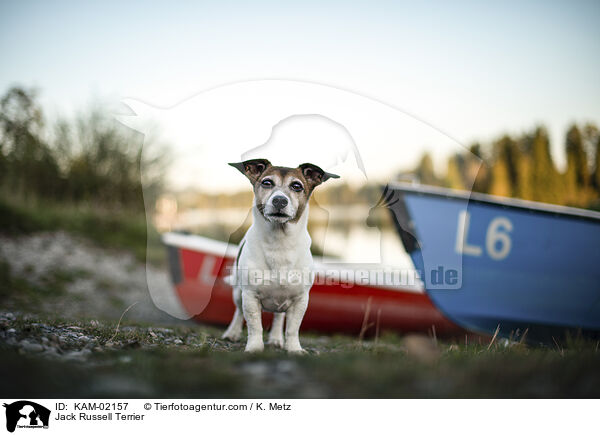 Jack Russell Terrier / Jack Russell Terrier / KAM-02157