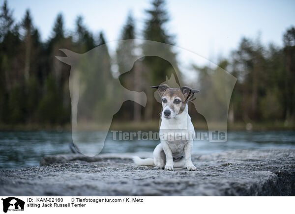 sitzender Jack Russell Terrier / sitting Jack Russell Terrier / KAM-02160
