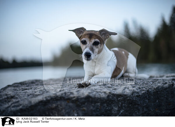 liegender Jack Russell Terrier / lying Jack Russell Terrier / KAM-02163
