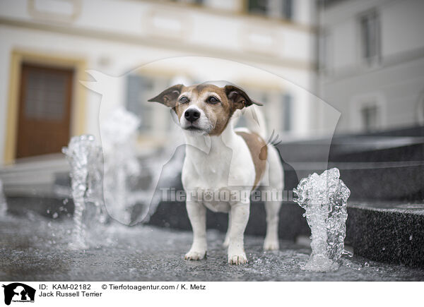 Jack Russell Terrier / Jack Russell Terrier / KAM-02182