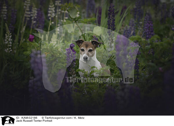 Jack Russell Terrier Portrait / Jack Russell Terrier Portrait / KAM-02186