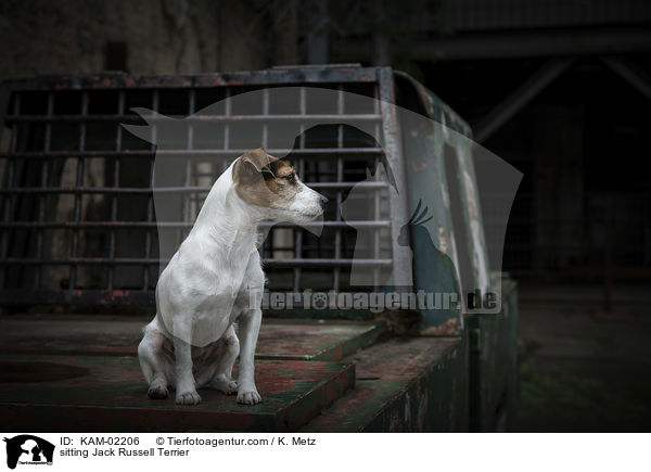 sitting Jack Russell Terrier / KAM-02206