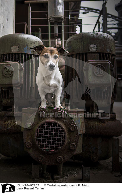 Jack Russell Terrier / Jack Russell Terrier / KAM-02207