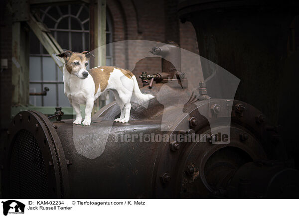 Jack Russell Terrier / Jack Russell Terrier / KAM-02234
