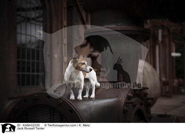 Jack Russell Terrier / KAM-02235