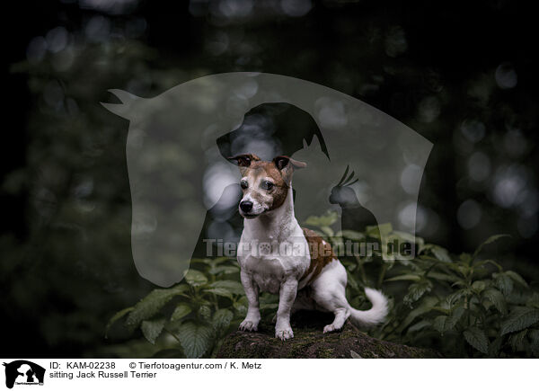 sitting Jack Russell Terrier / KAM-02238
