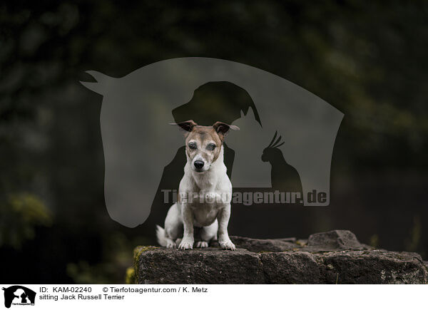 sitting Jack Russell Terrier / KAM-02240