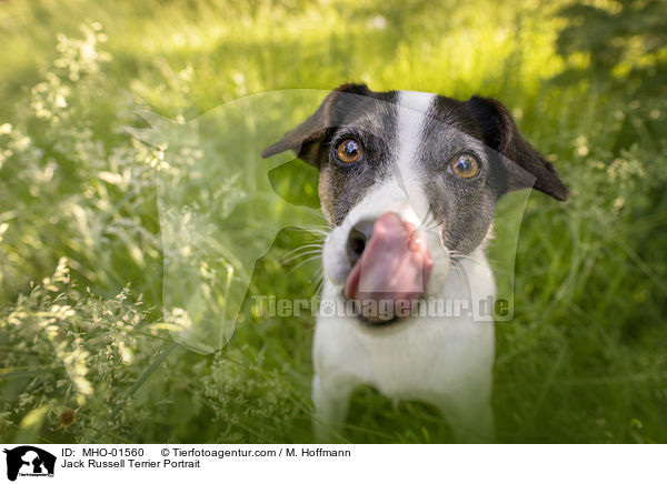 Jack Russell Terrier Portrait / MHO-01560