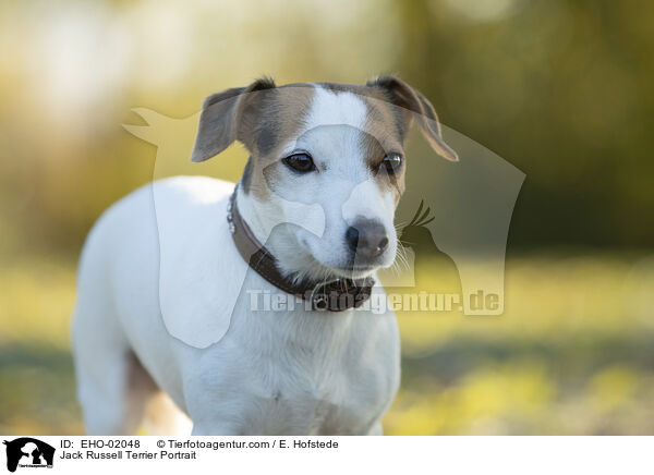 Jack Russell Terrier Portrait / EHO-02048