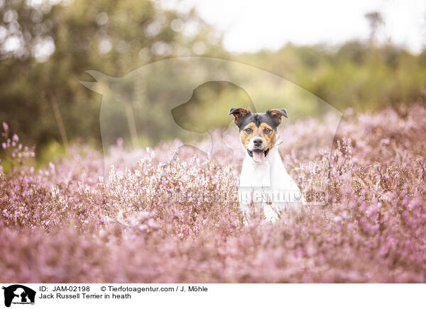 Jack Russell Terrier in heath / JAM-02198