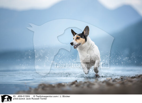 Jack Russell Terrier mit Stehohren / prick-eared Jack Russell Terrier / JEB-01569