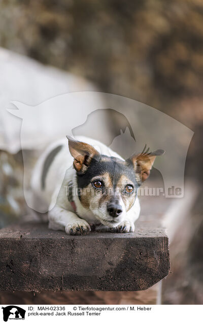 prick-eared Jack Russell Terrier / MAH-02336