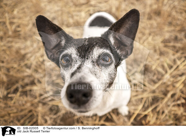 old Jack Russell Terrier / SIB-02005