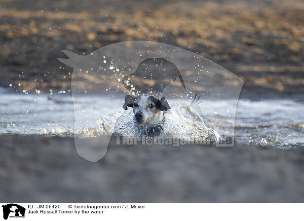 Jack Russell Terrier by the water / JM-06420