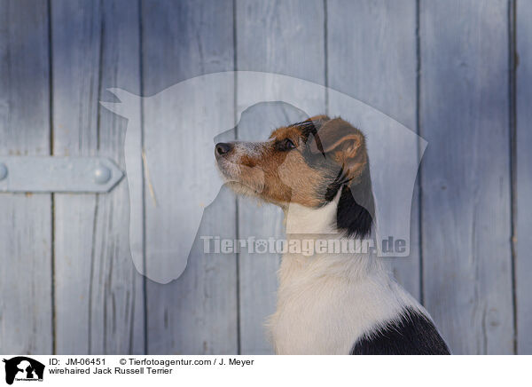 wirehaired Jack Russell Terrier / JM-06451