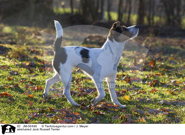 wirehaired Jack Russell Terrier / JM-06496