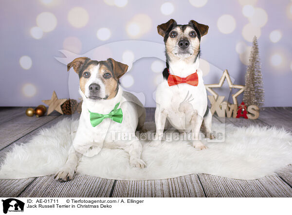 Jack Russell Terrier in Weihnachtsdeko / Jack Russell Terrier in Christmas Deko / AE-01711