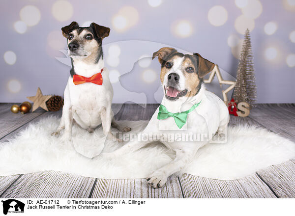 Jack Russell Terrier in Weihnachtsdeko / Jack Russell Terrier in Christmas Deko / AE-01712