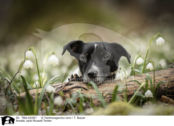 Jack Russell Terrier Hndin / female Jack Russell Terrier / TBA-02061
