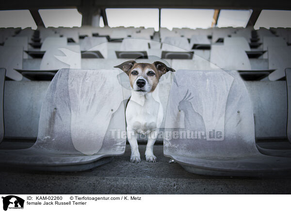 Jack Russell Terrier Hndin / female Jack Russell Terrier / KAM-02260