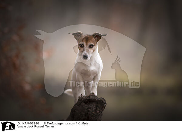 female Jack Russell Terrier / KAM-02286