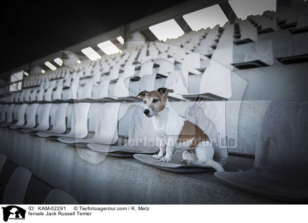 Jack Russell Terrier Hndin / female Jack Russell Terrier / KAM-02291